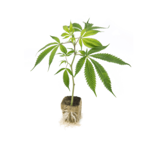 Talee ornamentali di Cannabis Sativa L.