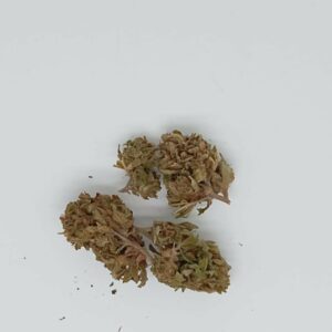 DIESEL OUTDOOR