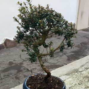 Bonsai di mirto