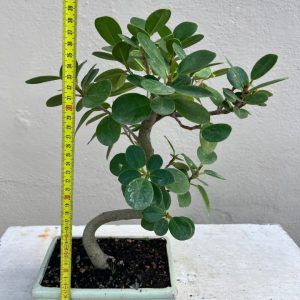 Bonsai ficus panda