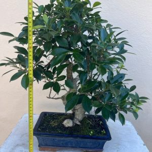 Bonsai di ficus