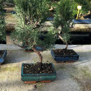 bonsai si Cipresso