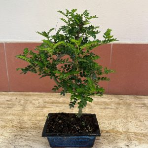 Bonsai falso pepe