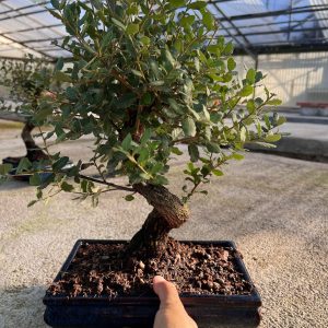 Bonsai di quercia