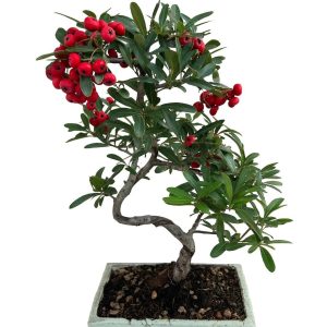 Bonsai di piracanta
